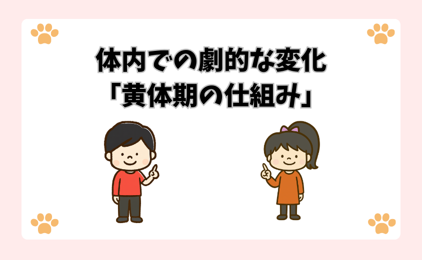体内での劇的な変化「黄体期の仕組み」