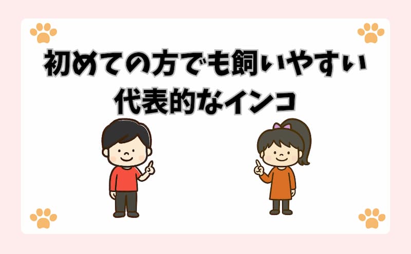 初めての方でも飼いやすい代表的なインコ