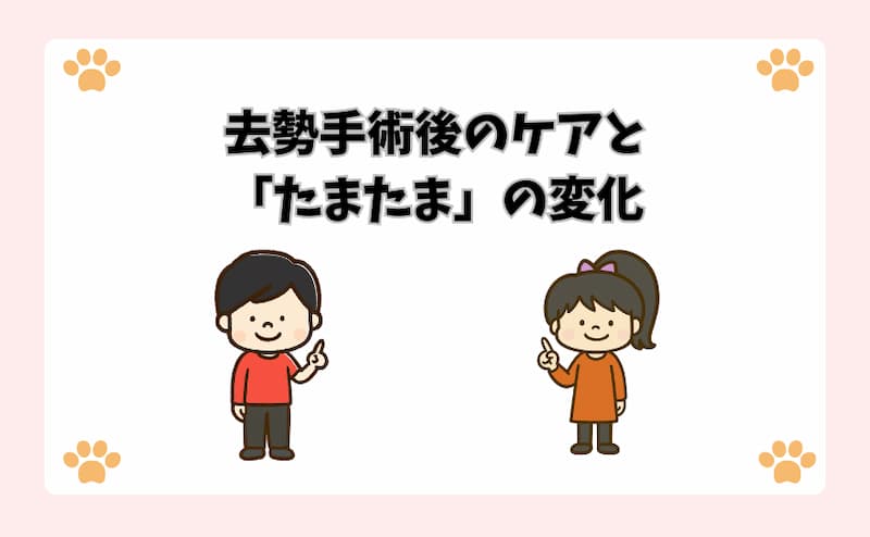 去勢手術後のケアと「たまたま」の変化