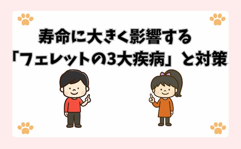 寿命に大きく影響する「フェレットの3大疾病」と対策
