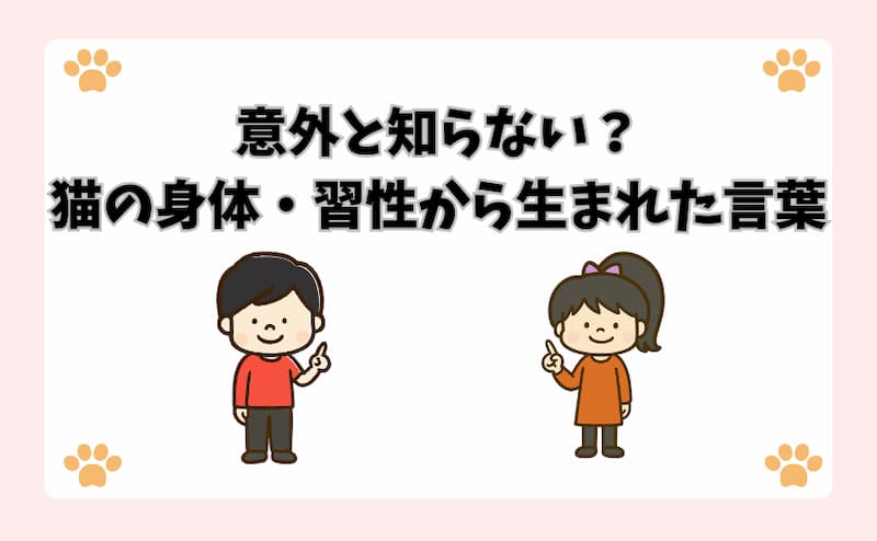 意外と知らない？猫の身体・習性から生まれた言葉