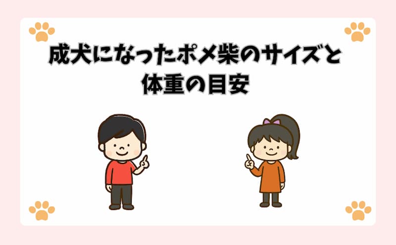 成犬になったポメ柴のサイズと体重の目安