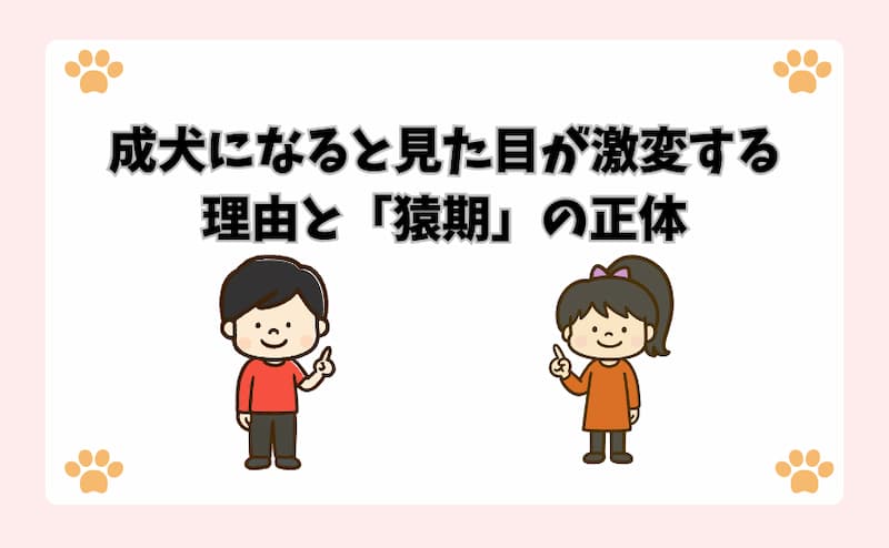 成犬になると見た目が激変する理由と「猿期」の正体