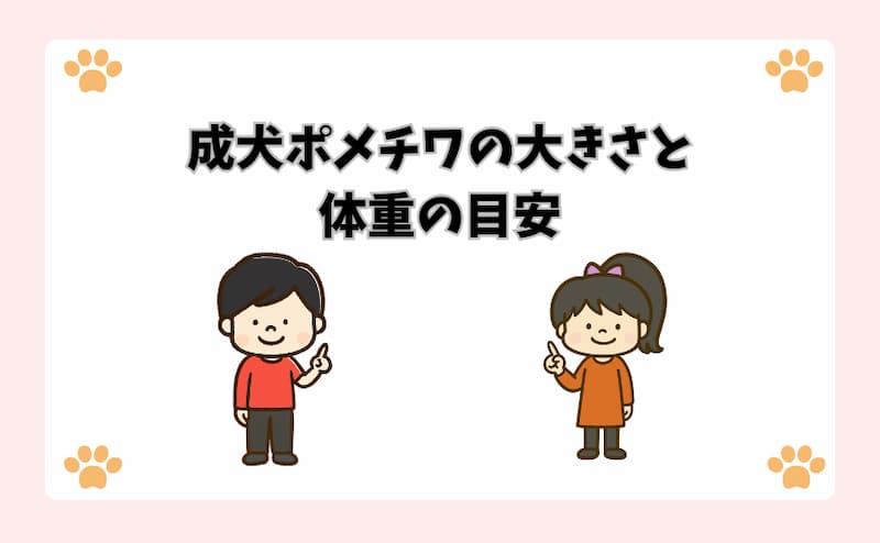 成犬ポメチワの大きさと体重の目安