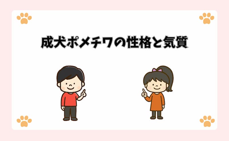 成犬ポメチワの性格と気質