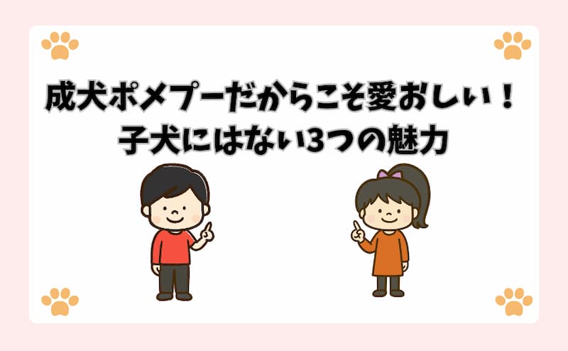 成犬ポメプーだからこそ愛おしい！子犬にはない3つの魅力