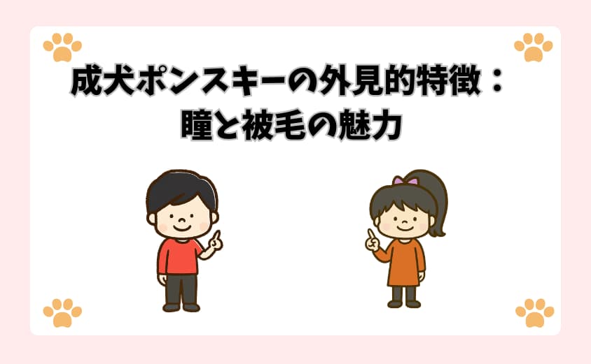 成犬ポンスキーの外見的特徴：瞳と被毛の魅力