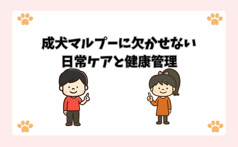 成犬マルプーに欠かせない日常ケアと健康管理