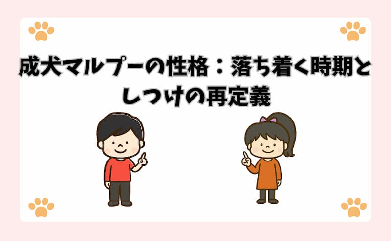 成犬マルプーの性格：落ち着く時期としつけの再定義