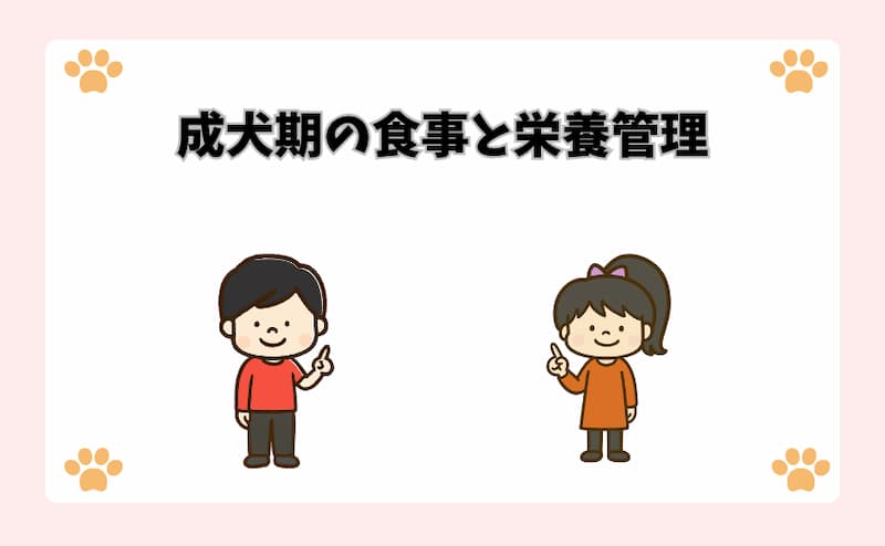 成犬期の食事と栄養管理