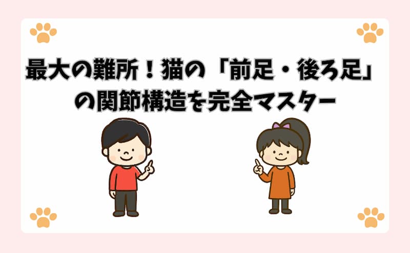 最大の難所！猫の「前足・後ろ足」の関節構造を完全マスター