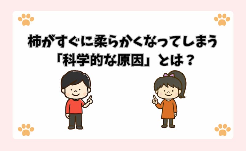 柿がすぐに柔らかくなってしまう「科学的な原因」とは？