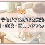 犬のマラセチア皮膚炎を完治へ導く｜原因・症状・正しいケアのすべて