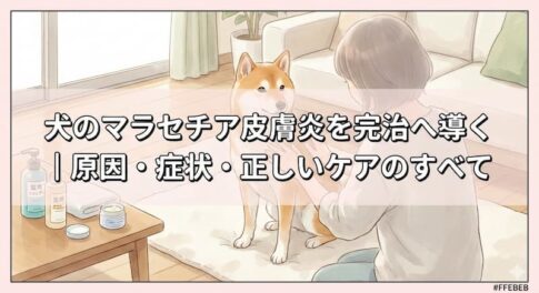 犬のマラセチア皮膚炎を完治へ導く｜原因・症状・正しいケアのすべて