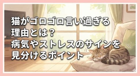 猫がゴロゴロ言い過ぎる理由とは？病気やストレスのサインを見分けるポイント