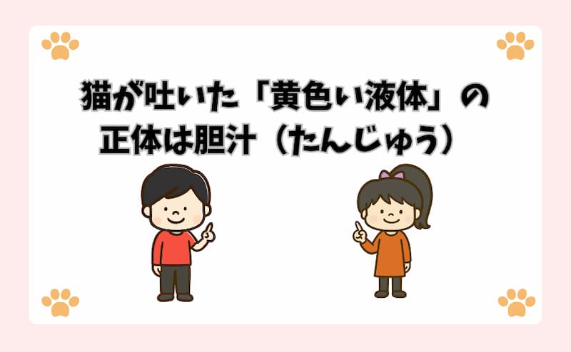 猫が吐いた「黄色い液体」の正体は胆汁（たんじゅう）