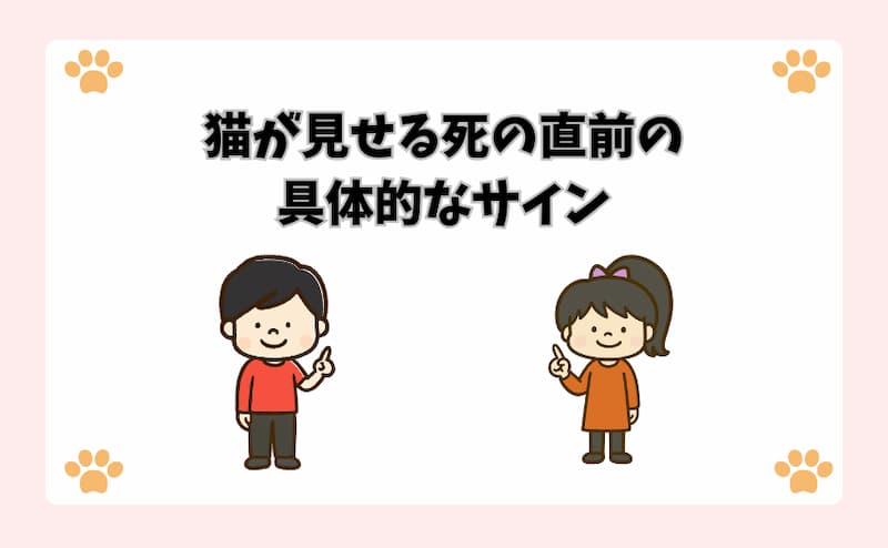 猫が見せる死の直前の具体的なサイン