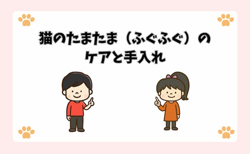 猫のたまたま（ふぐふぐ）のケアと手入れ