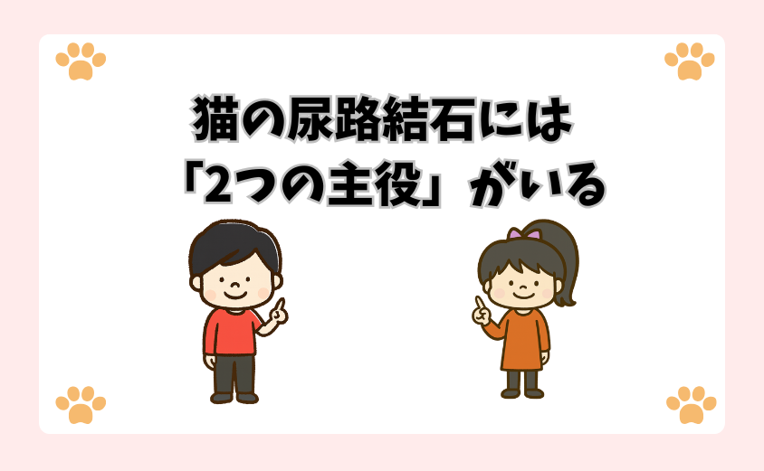 猫の尿路結石には「2つの主役」がいる