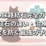 猫の尿路結石完全ガイド｜2大結石の違い・治療費・再発を防ぐ最強の予防策