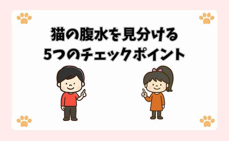 猫の腹水を見分ける5つのチェックポイント