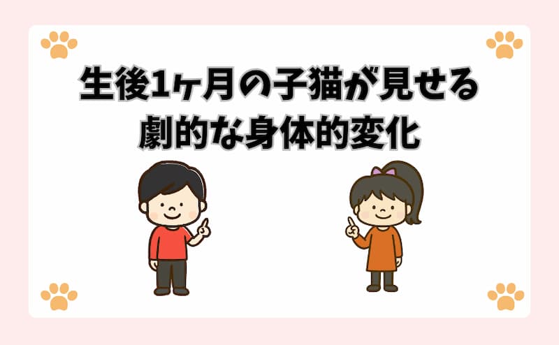 生後1ヶ月の子猫が見せる劇的な身体的変化