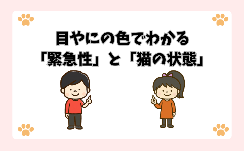 目やにの色でわかる「緊急性」と「猫の状態」