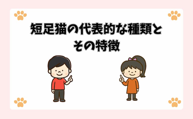 短足猫の代表的な種類とその特徴