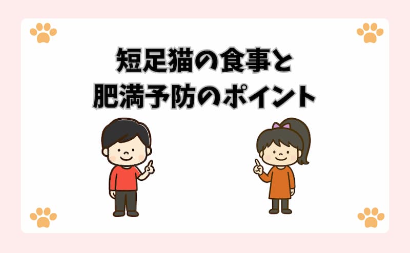 短足猫の食事と肥満予防のポイント
