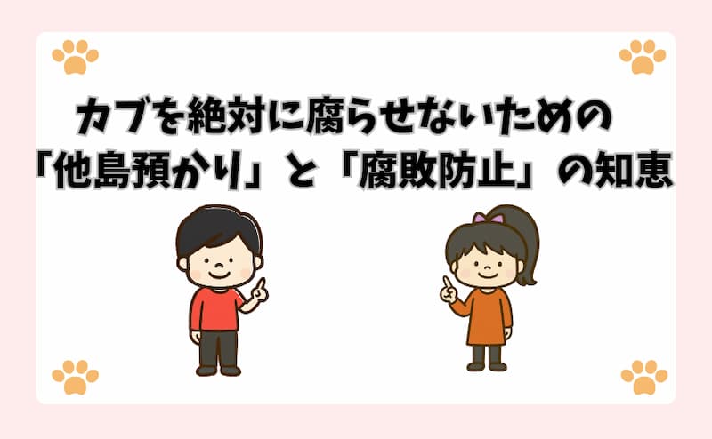 カブを絶対に腐らせないための「他島預かり」と「腐敗防止」の知恵
