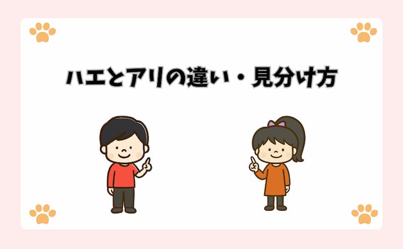 ハエとアリの違い・見分け方